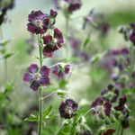 Ooievaarsbek of Geranium phaeum 'Mourning Widow'
