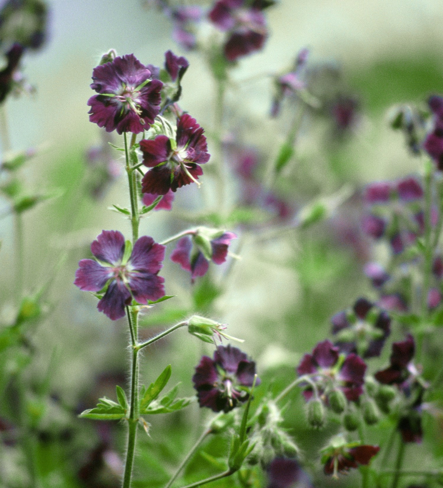 Ooievaarsbek of Geranium phaeum 'Mourning Widow'
