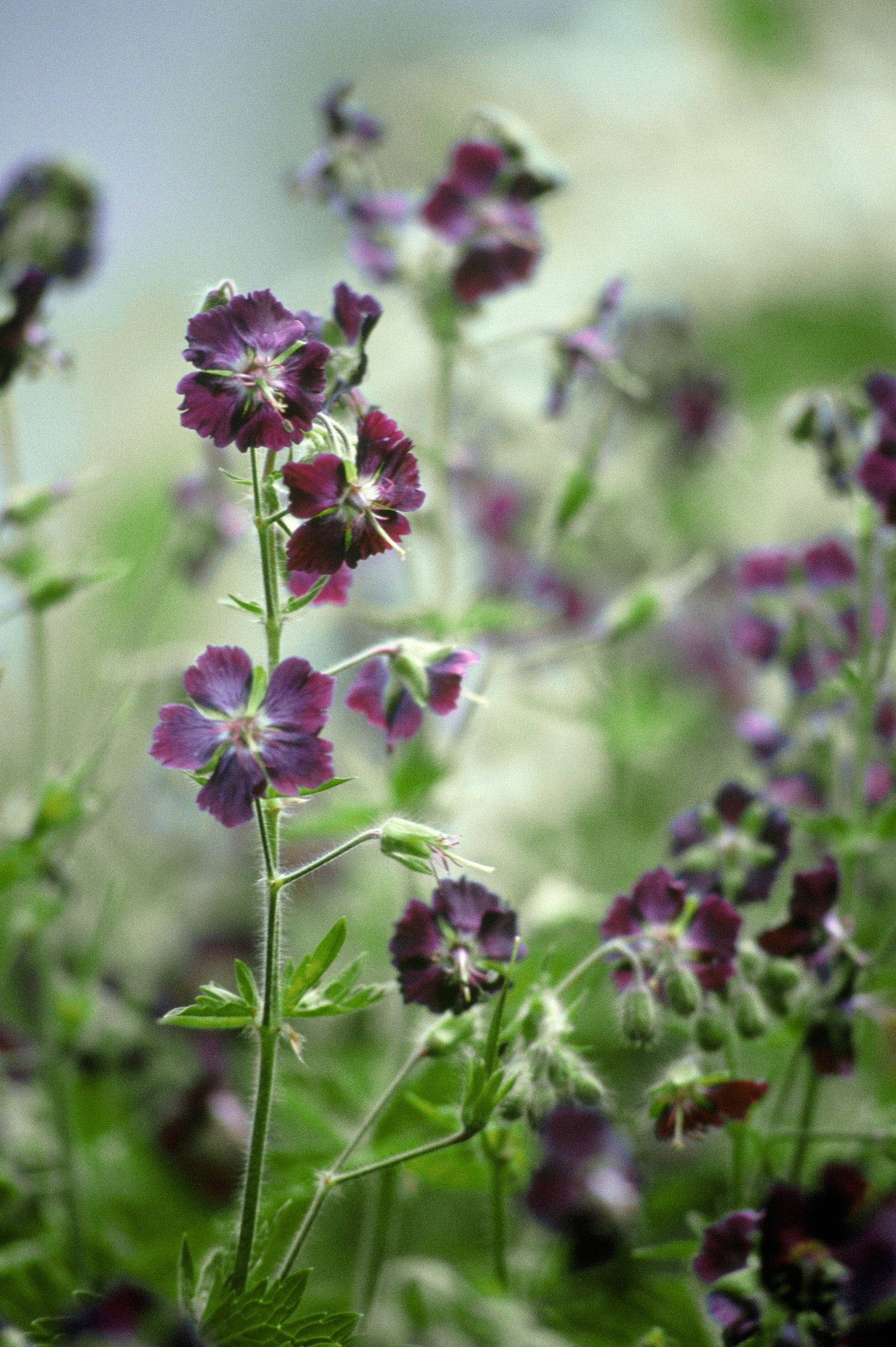 Ooievaarsbek of Geranium phaeum 'Mourning Widow'