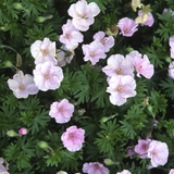 Bloedooievaarsbek of Geranium sanguineum