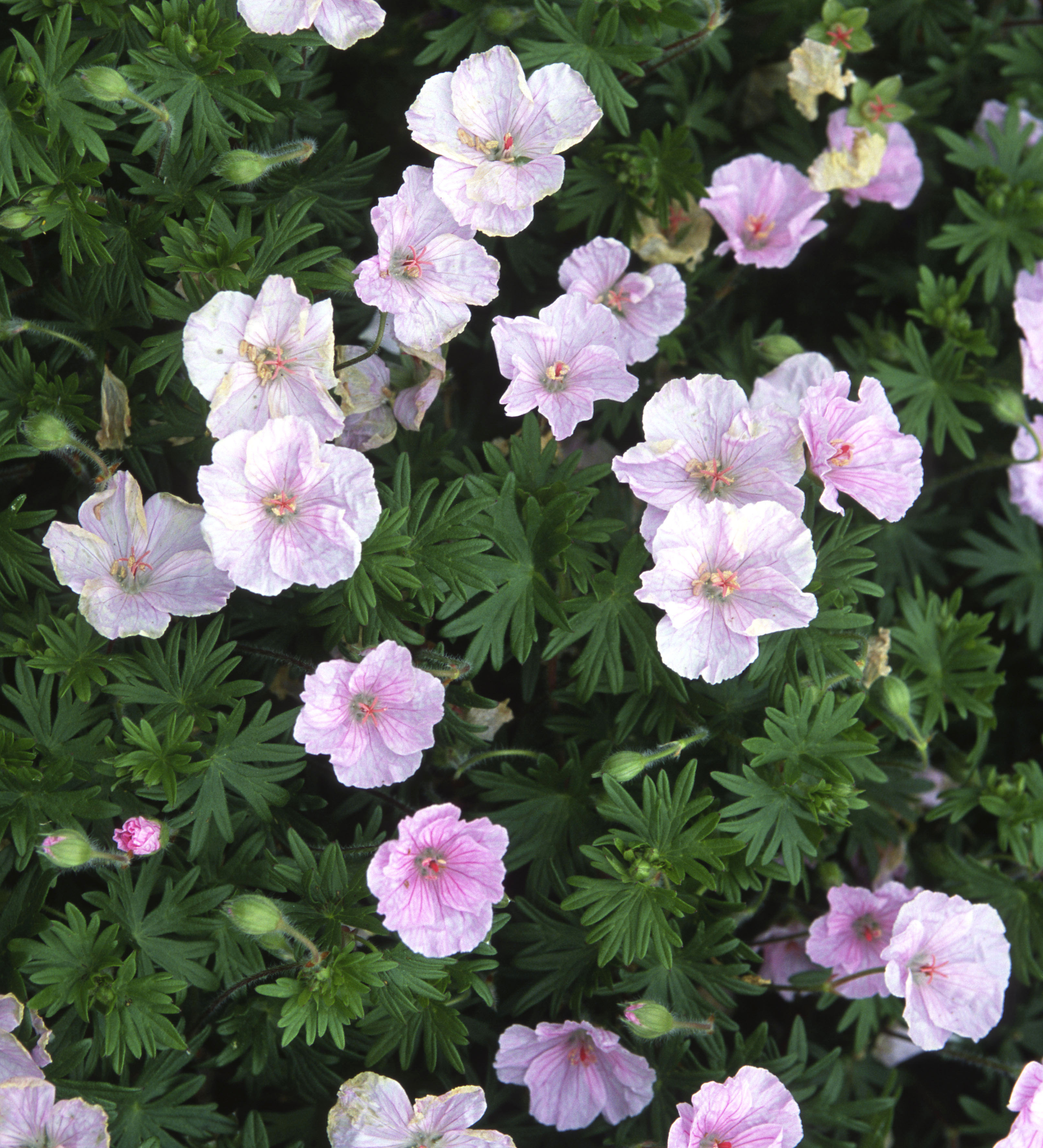Bloedooievaarsbek of Geranium sanguineum