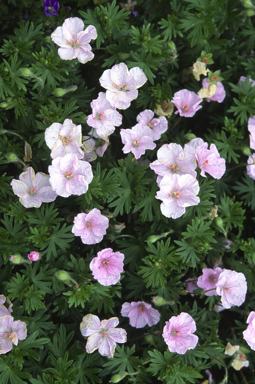 Geranium sanguineum var. striatum