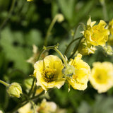Geum 'Banana Daiquiri'