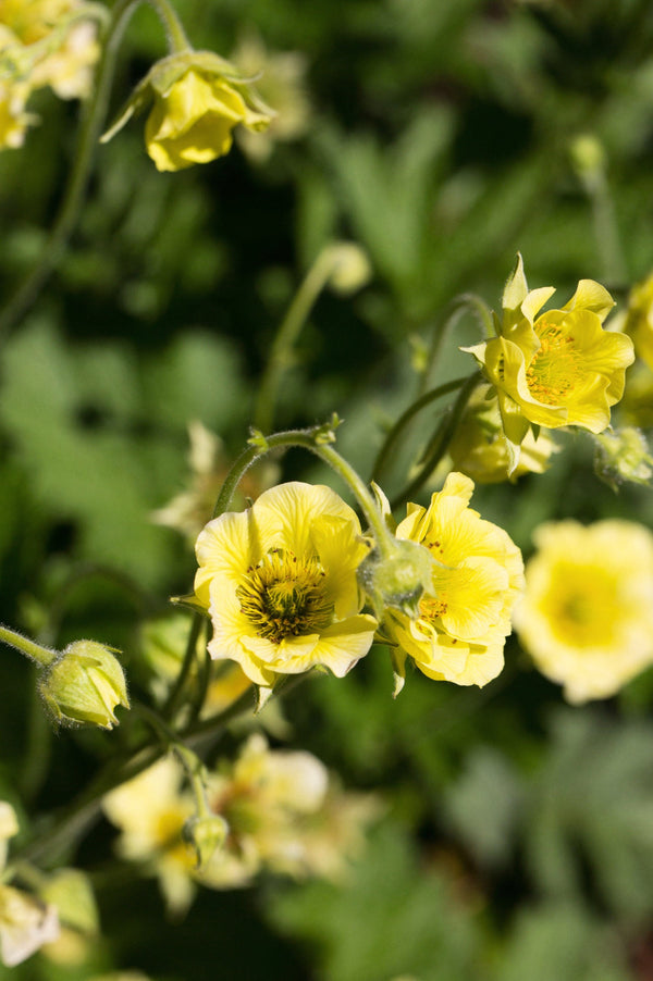 Geum 'Banana Daiquiri'