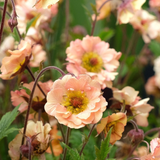 Geum 'Mai Tai'