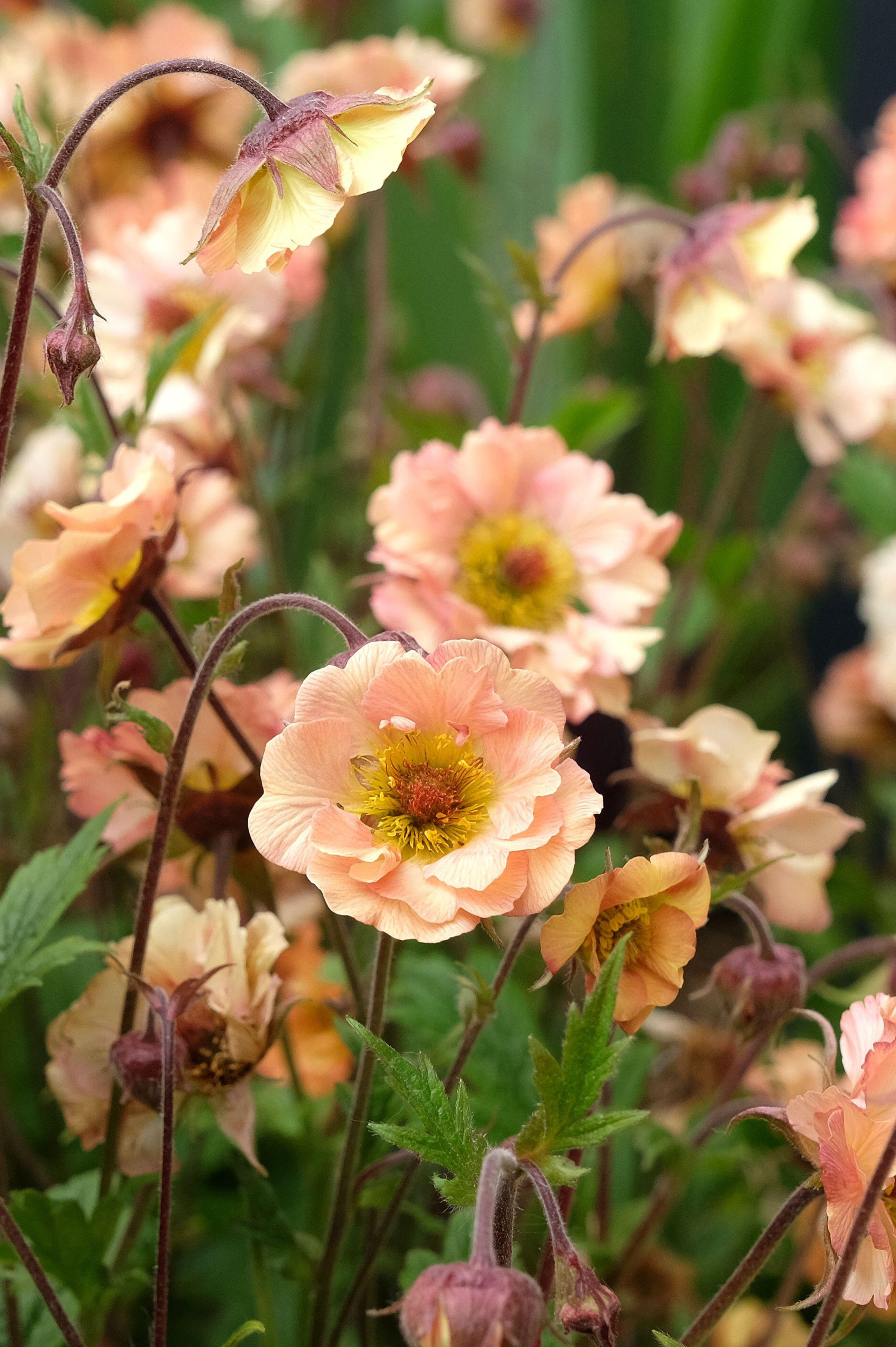 Geum 'Mai Tai'