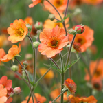 Geum 'Totally Tangerine'-Angelo
