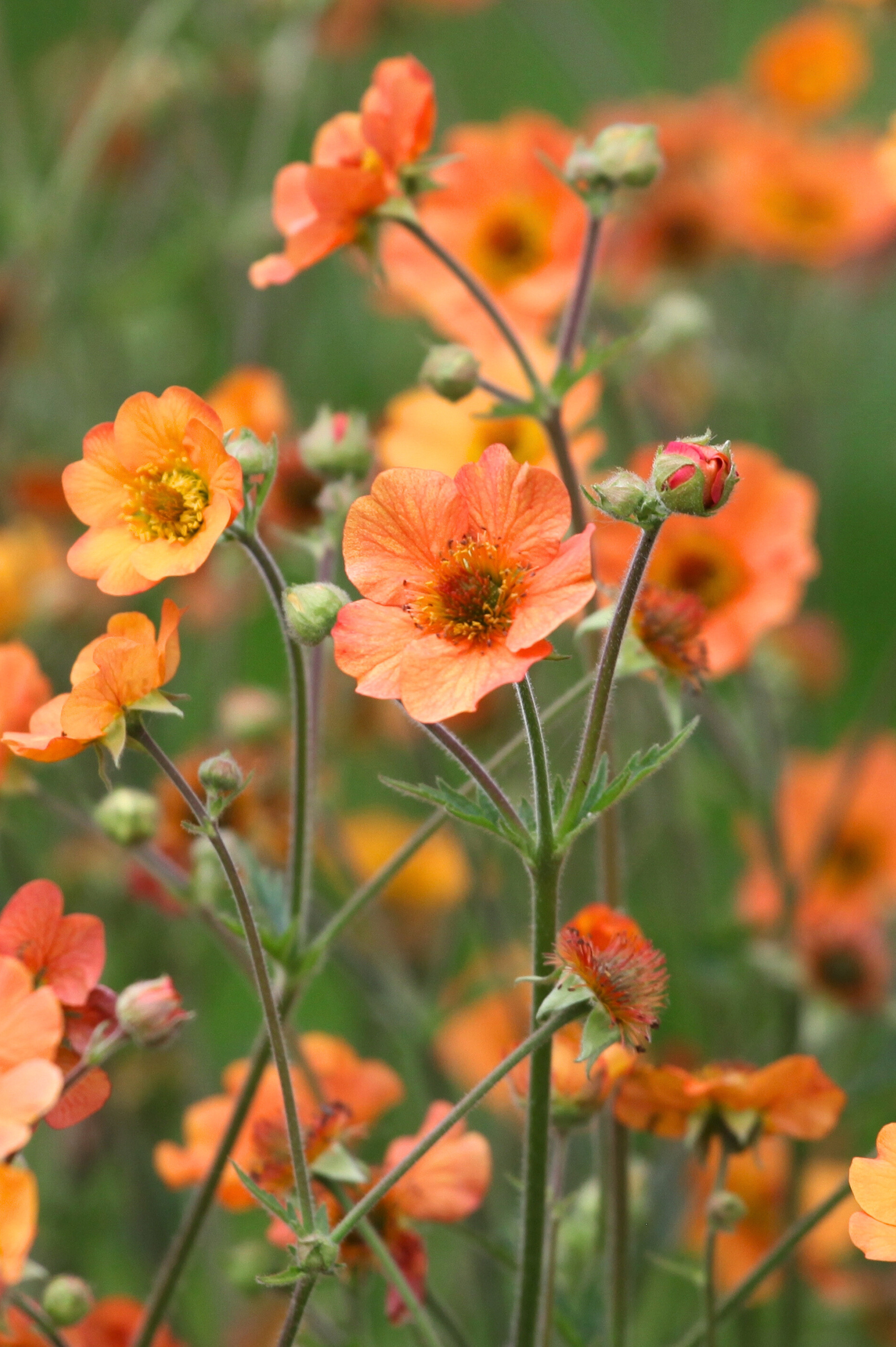 Geum 'Totally Tangerine'-Angelo