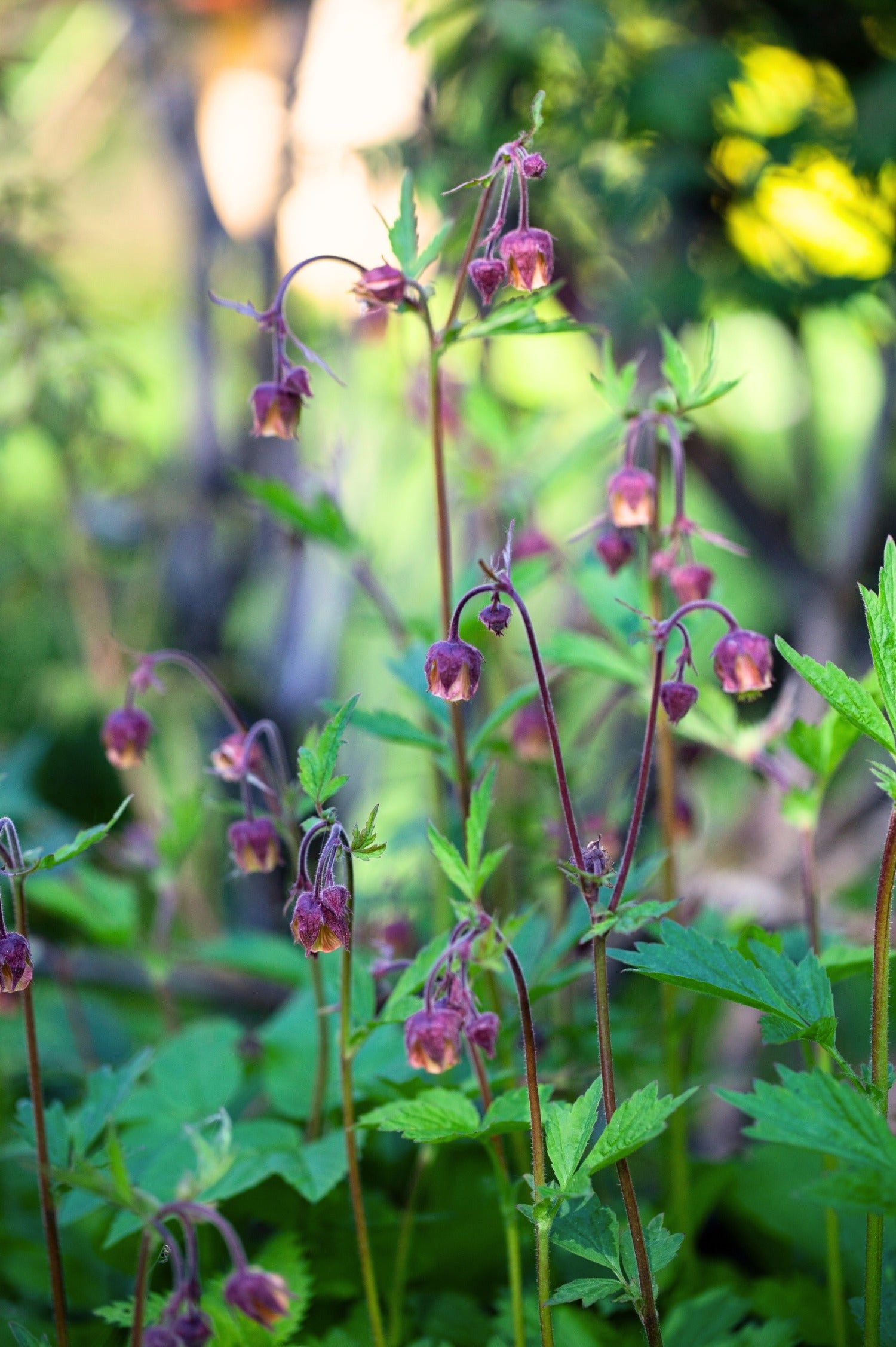 Geum Rivala Geum rivale – Angelo