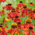 Helenium 'Moerheim Beauty'