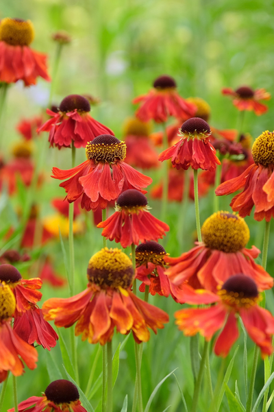 Helenium 'Moerheim Beauty'