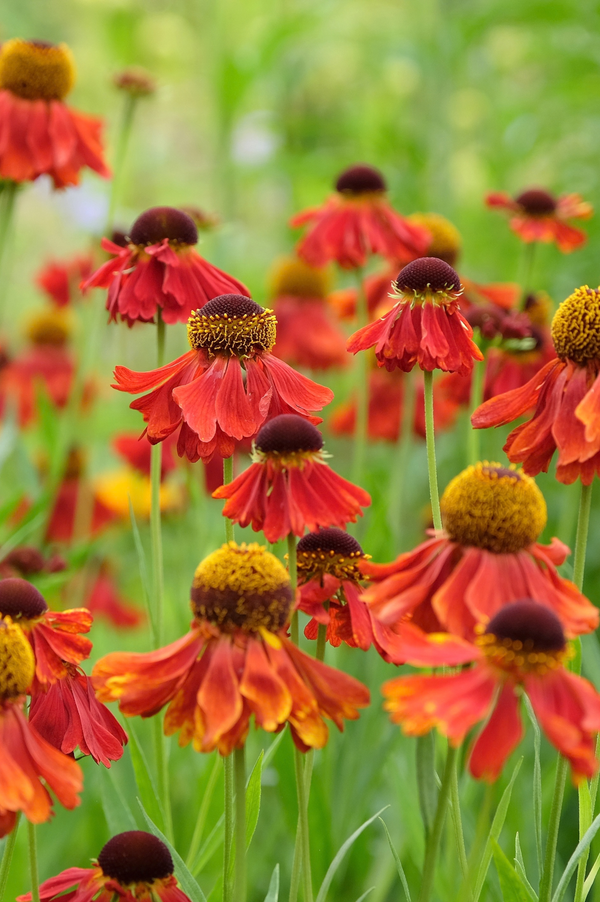 Helenium 'Moerheim Beauty'