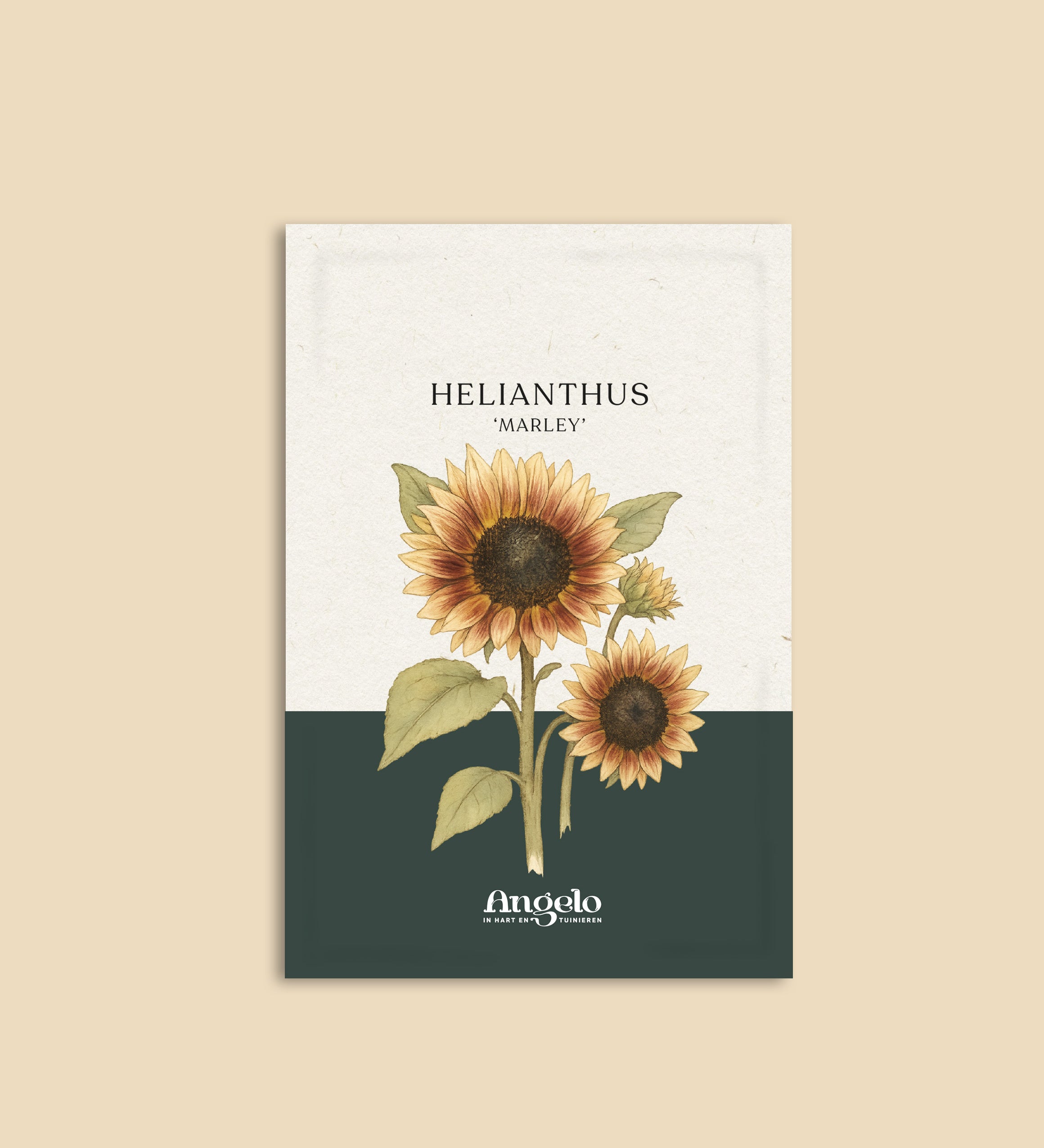 Helianthus annuus 'Marley'-Angelo
