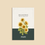 Helianthus annuus 'Pro Cut White Lite'-Angelo