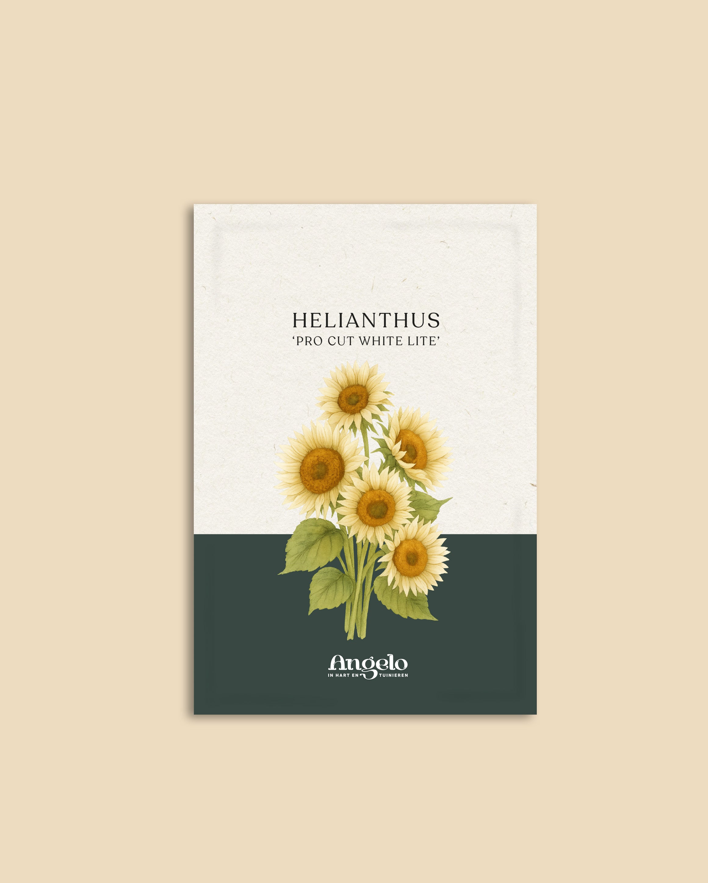 Helianthus annuus 'Pro Cut White Lite'-Angelo