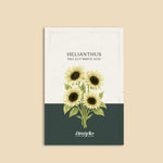 Helianthus annuus 'pro cut white nite'-Angelo