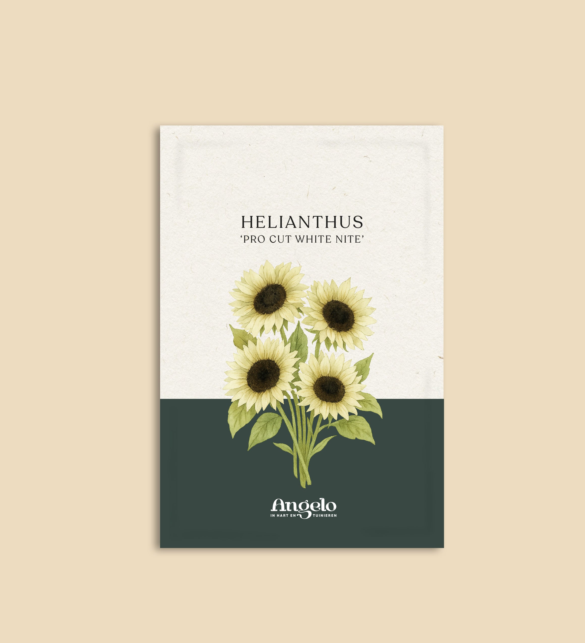 Helianthus annuus 'pro cut white nite'-Angelo
