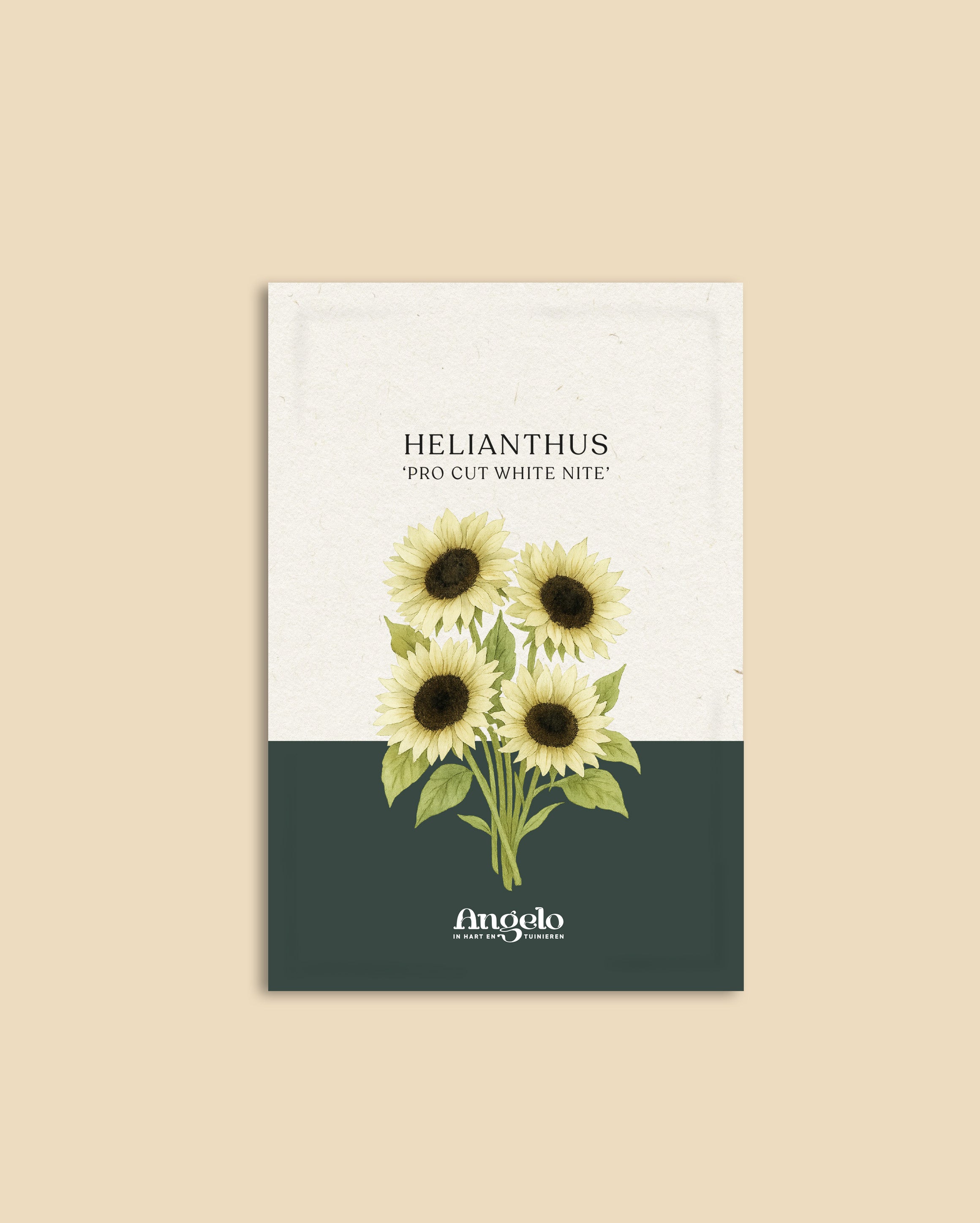 Helianthus annuus 'pro cut white nite'-Angelo