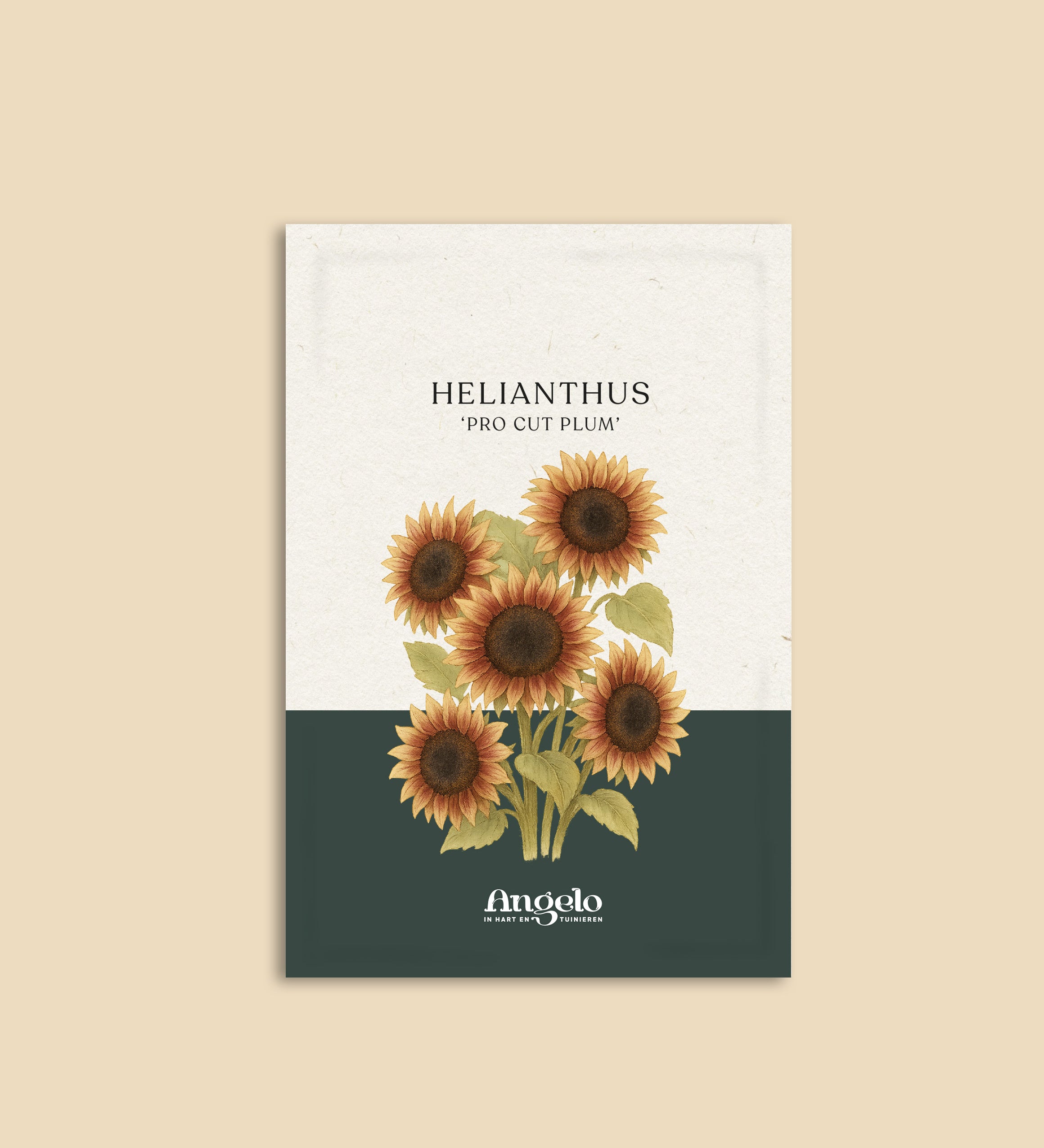 Helianthus annuus 'pro cut plum'-Angelo