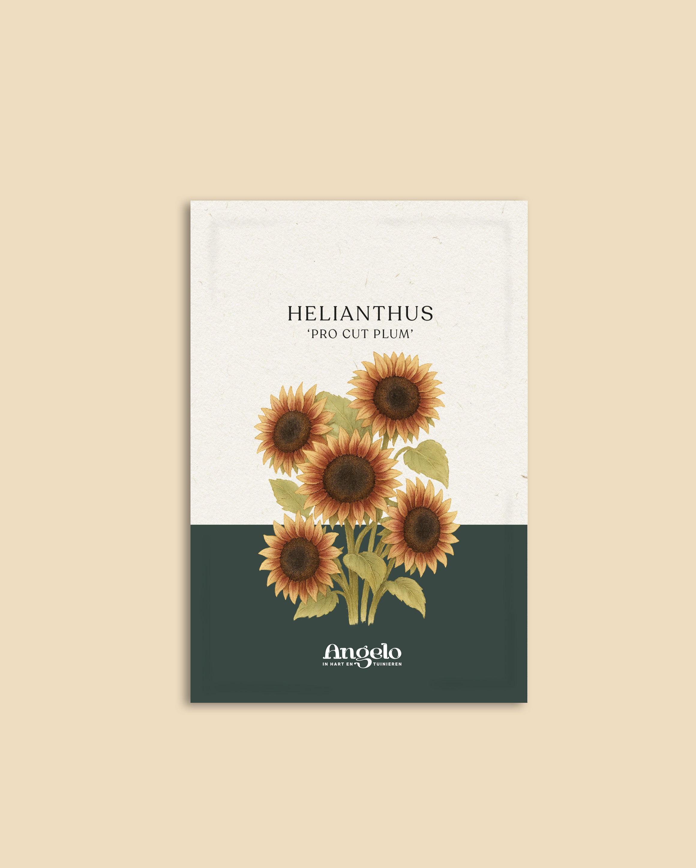 Helianthus annuus 'pro cut plum'-Angelo