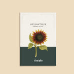 Helianthus annuus 'Shock O Lat'-Angelo