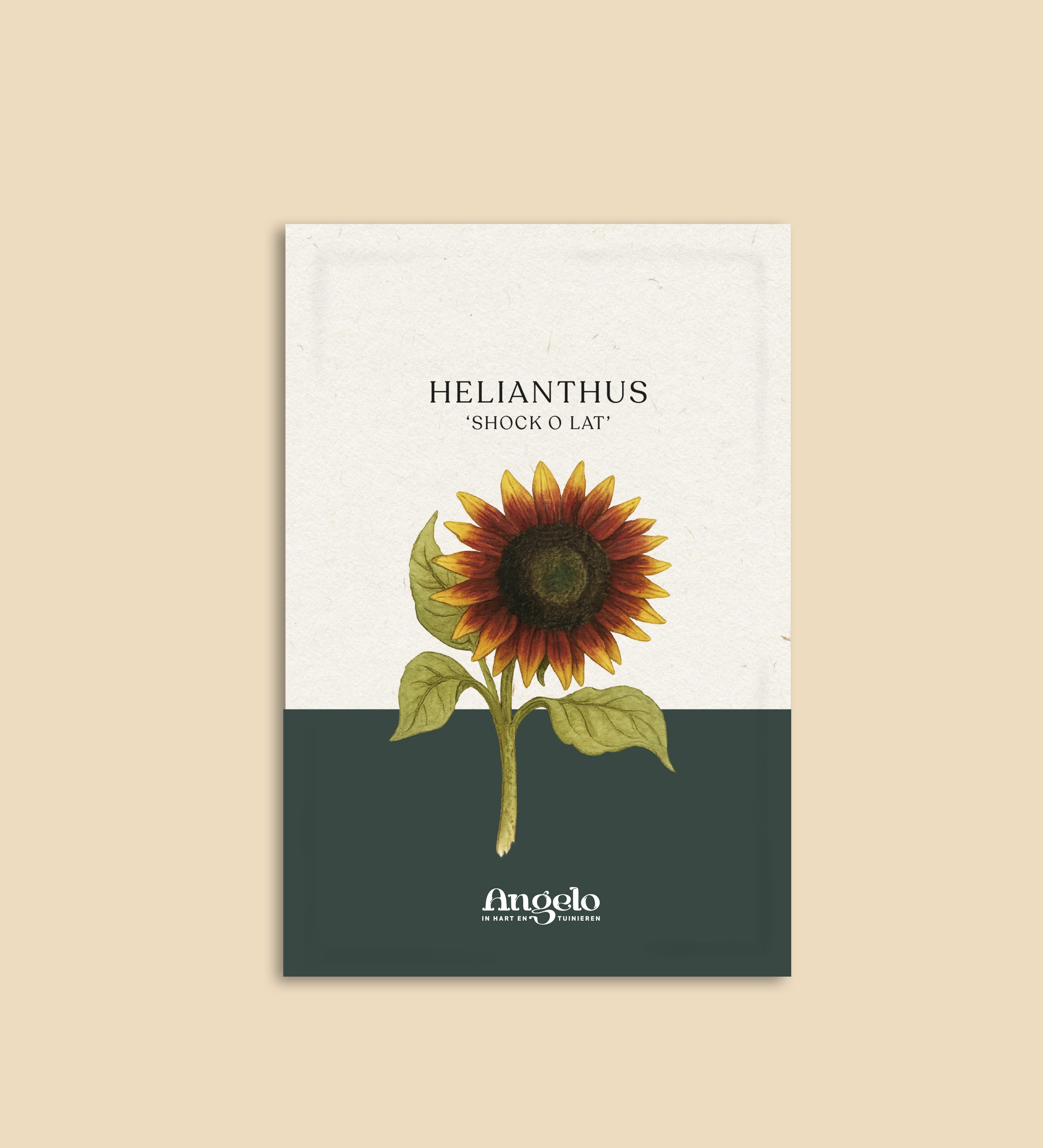 Helianthus annuus 'Shock O Lat'-Angelo