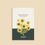 Helianthus debilis 'Soluna cream'-Angelo