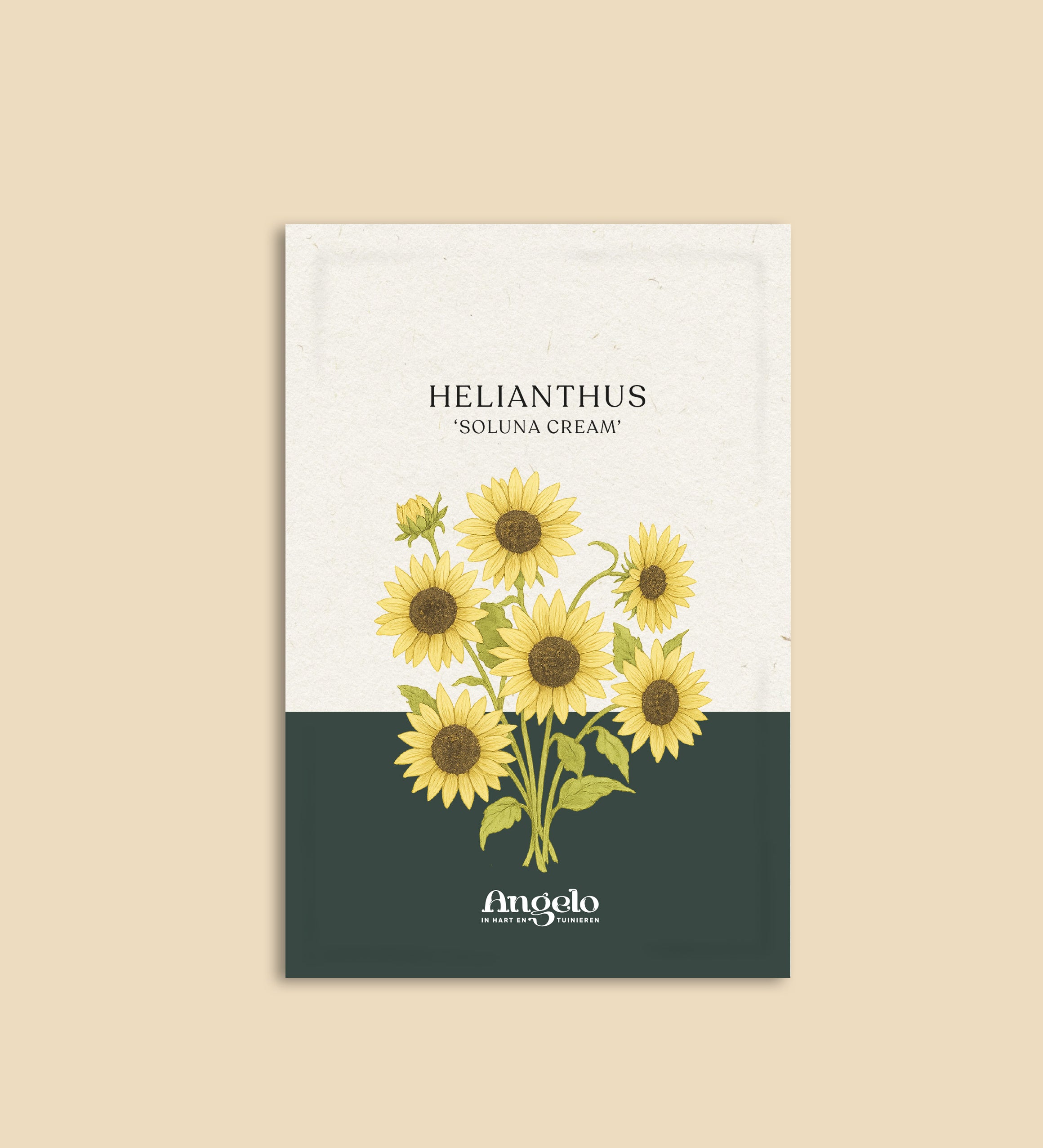 Helianthus debilis 'Soluna cream'-Angelo