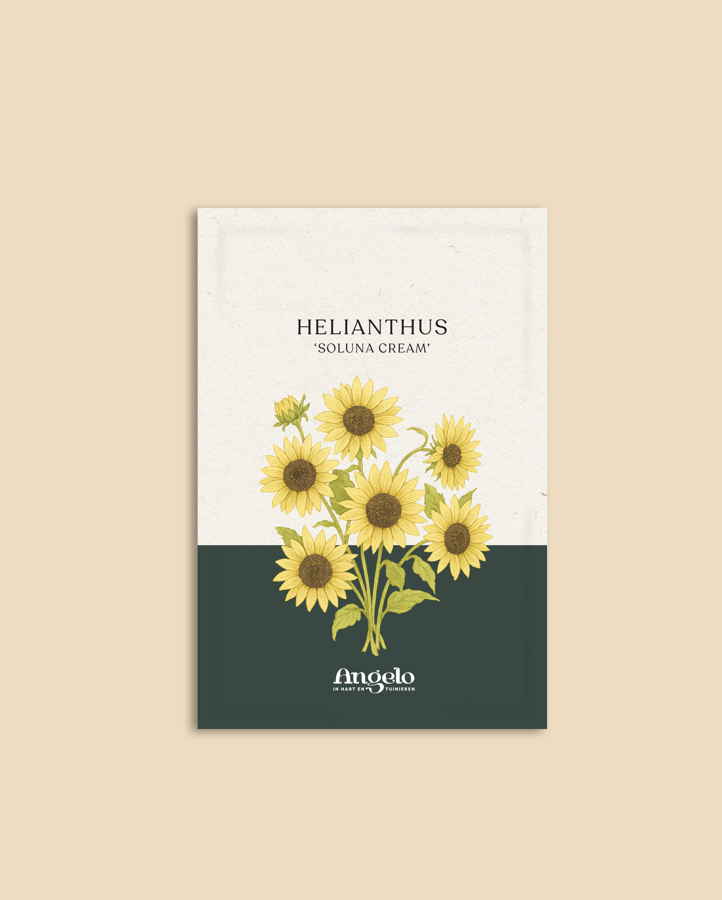 Helianthus debilis 'Soluna cream'-Angelo