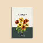 Helianthus debilis 'soluna mix'-Angelo