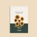 Helianthus annuus 'Summer Lovin'-Angelo