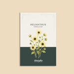 Helianthus annuus 'Vanilla Ice'-Angelo
