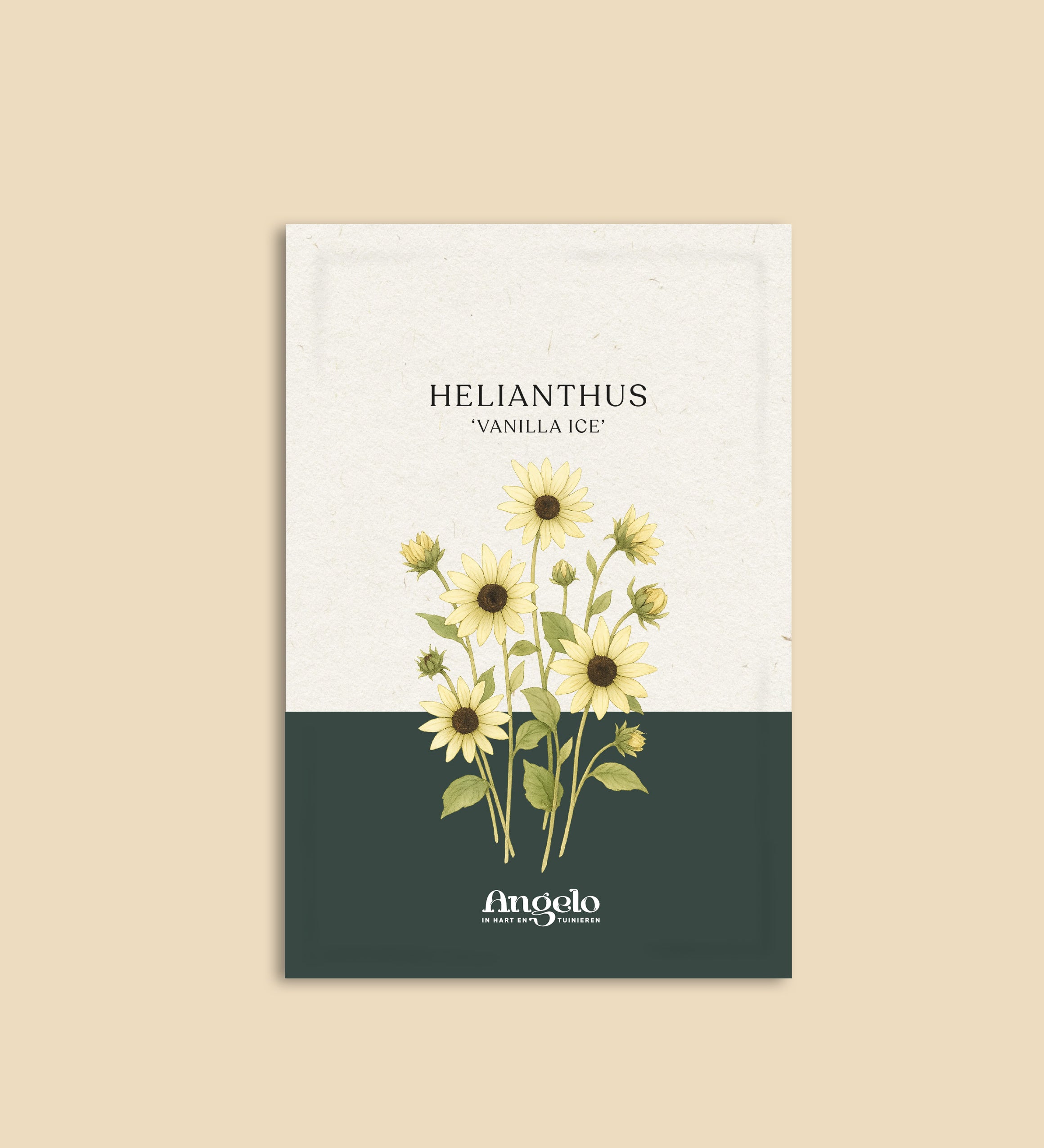Helianthus annuus 'Vanilla Ice'-Angelo