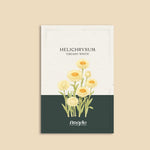 Helichrysum bracteatum 'Creamy White'-Angelo