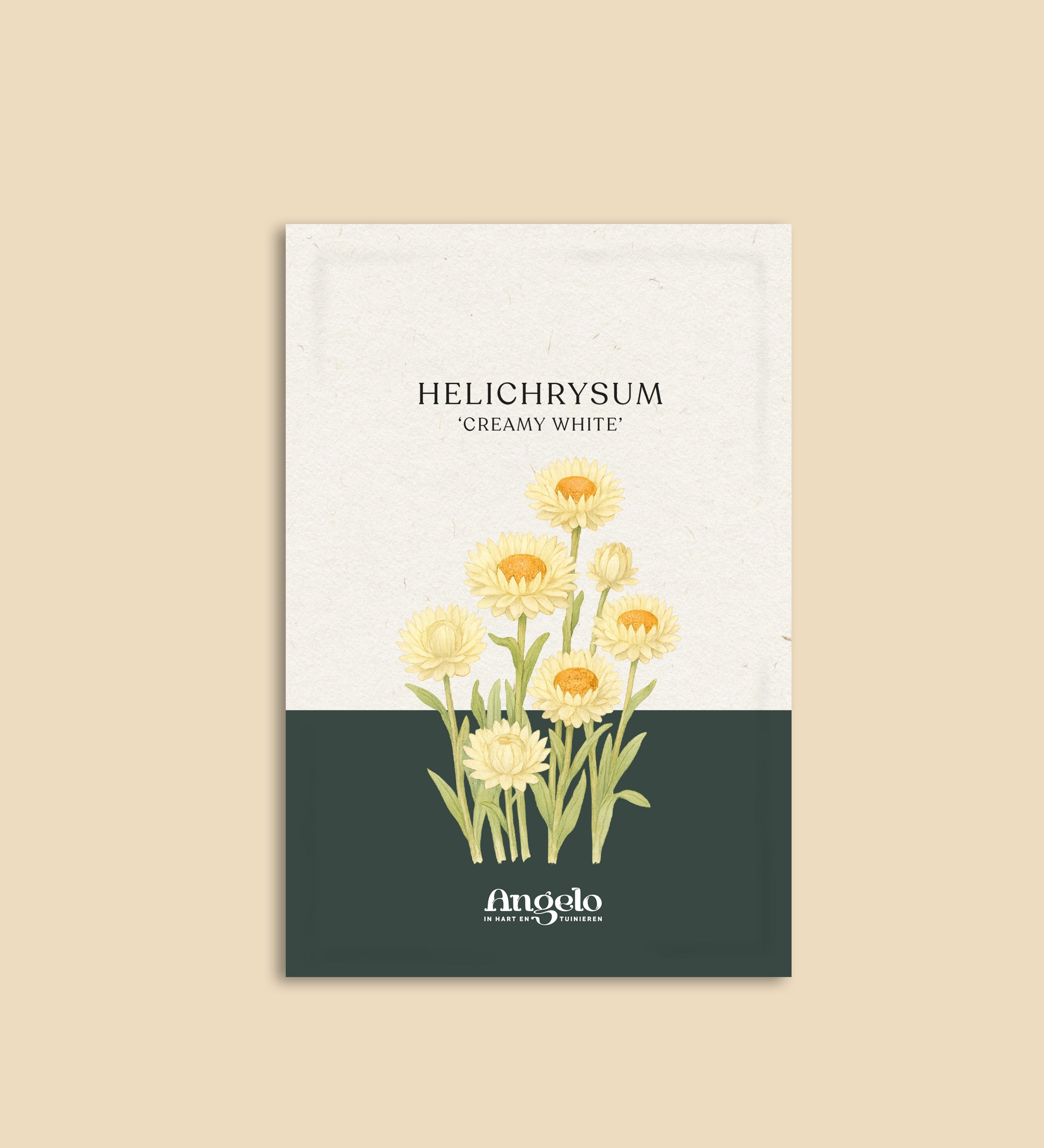 Helichrysum bracteatum 'Creamy White'-Angelo