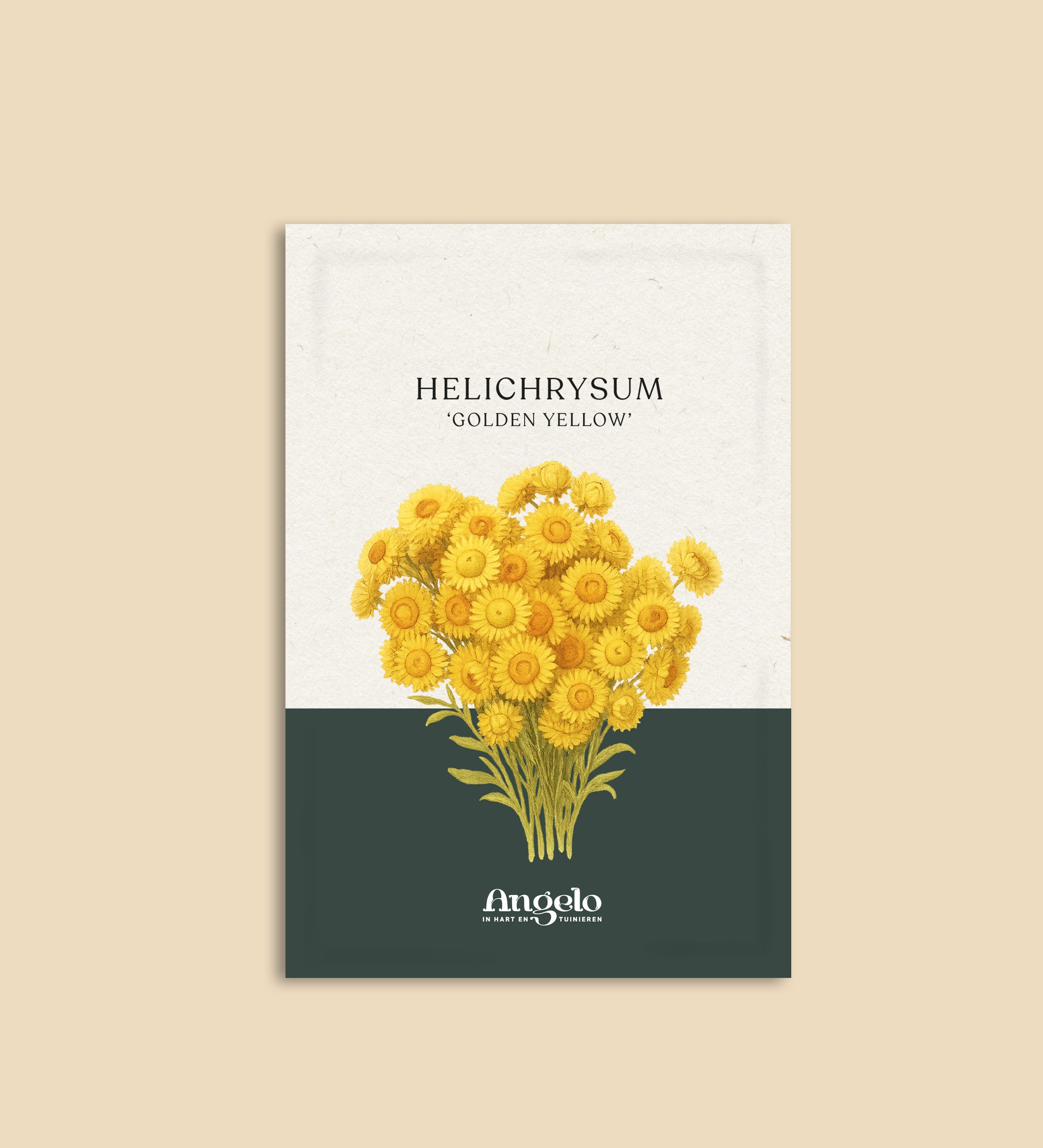Helichrysum bracteatum 'Golden Yellow'-Angelo