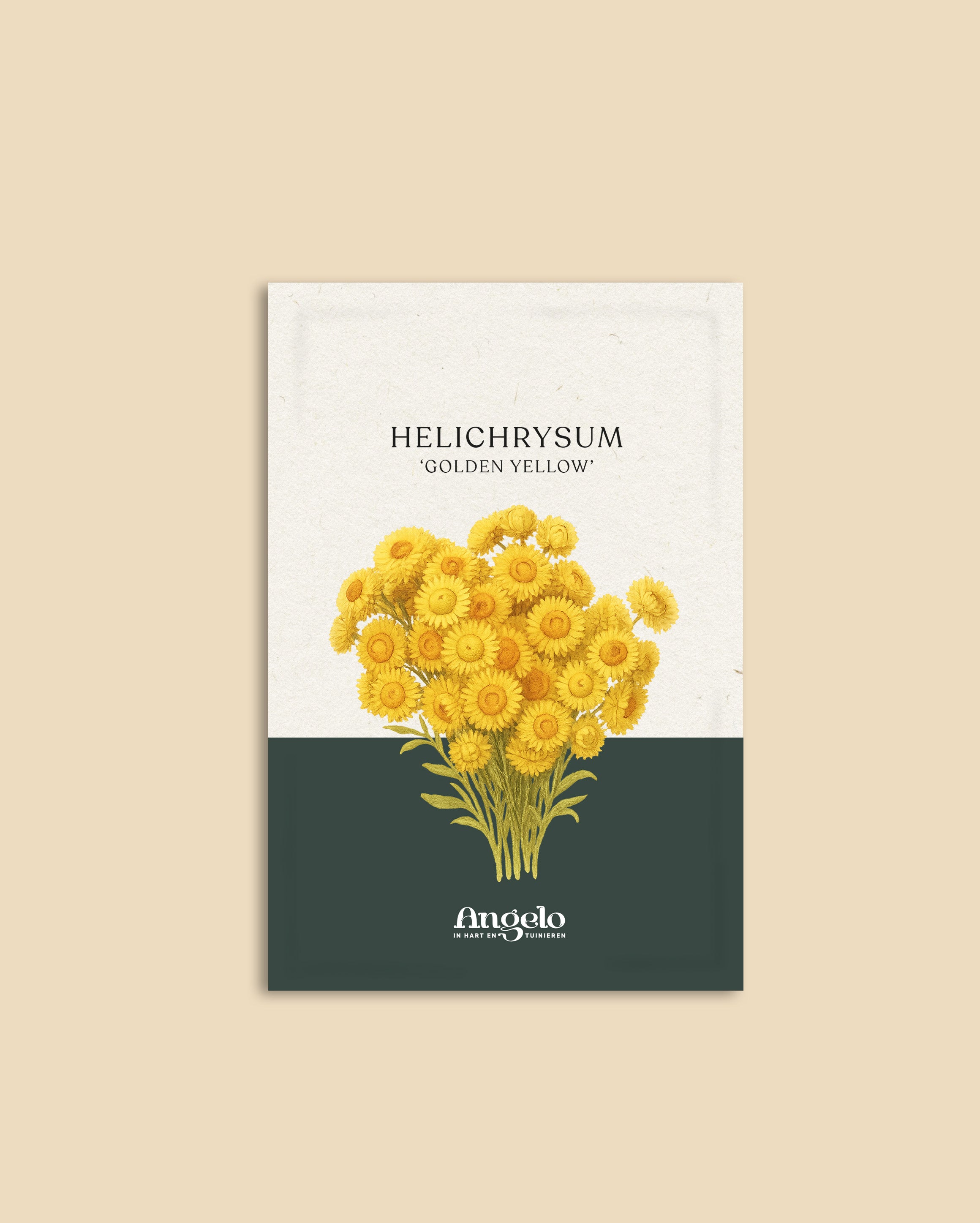 Helichrysum bracteatum 'Golden Yellow'-Angelo