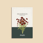 Helichrysum bracteatum 'purple-red'-Angelo