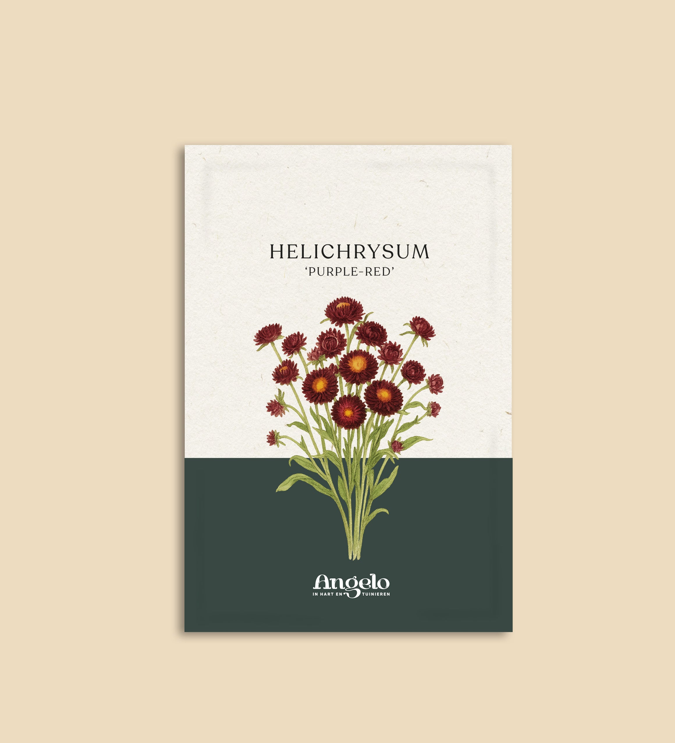 Helichrysum bracteatum 'purple-red'-Angelo