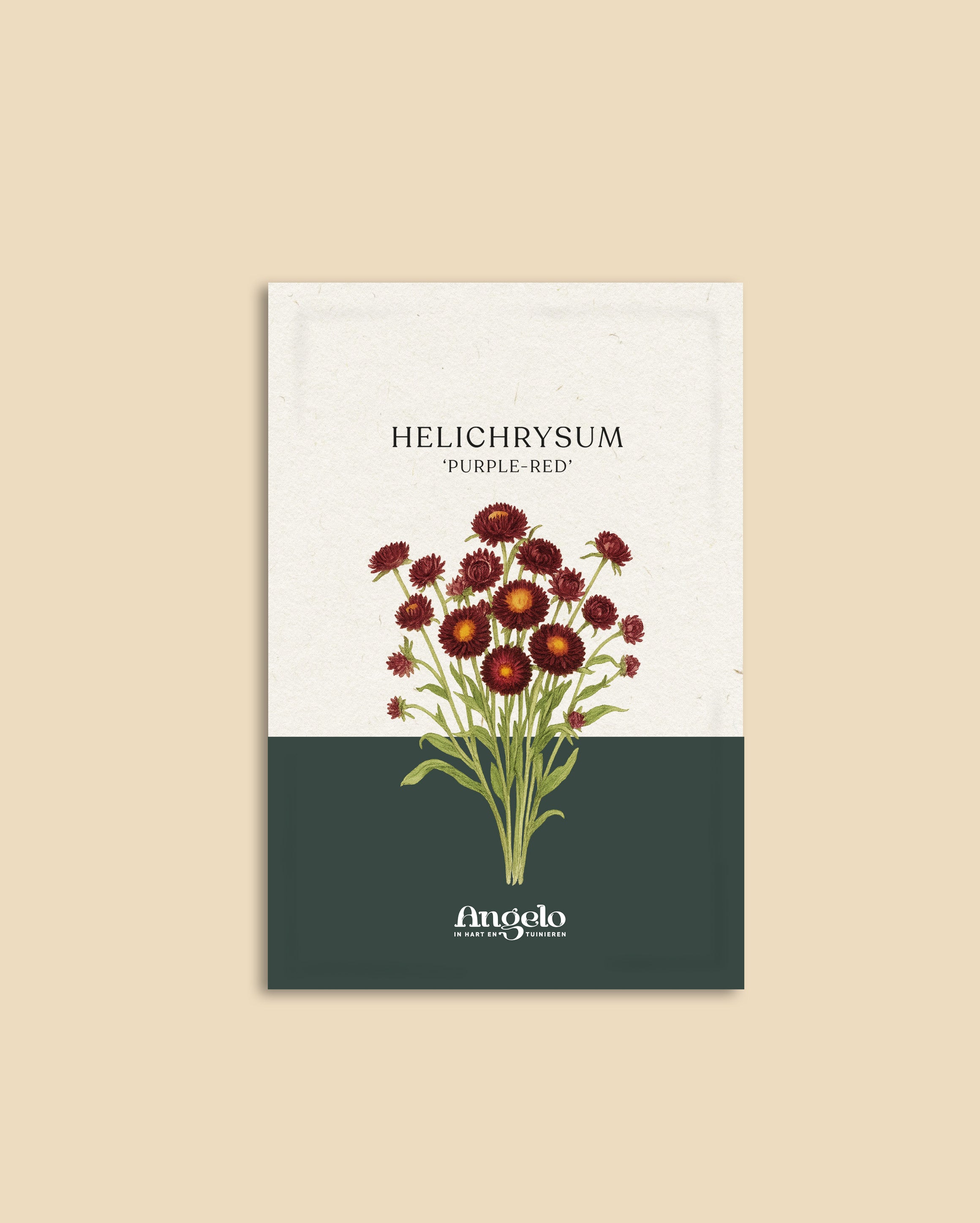 Helichrysum bracteatum 'purple-red'-Angelo