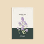 Hesperis matronalis 'violet'-Angelo
