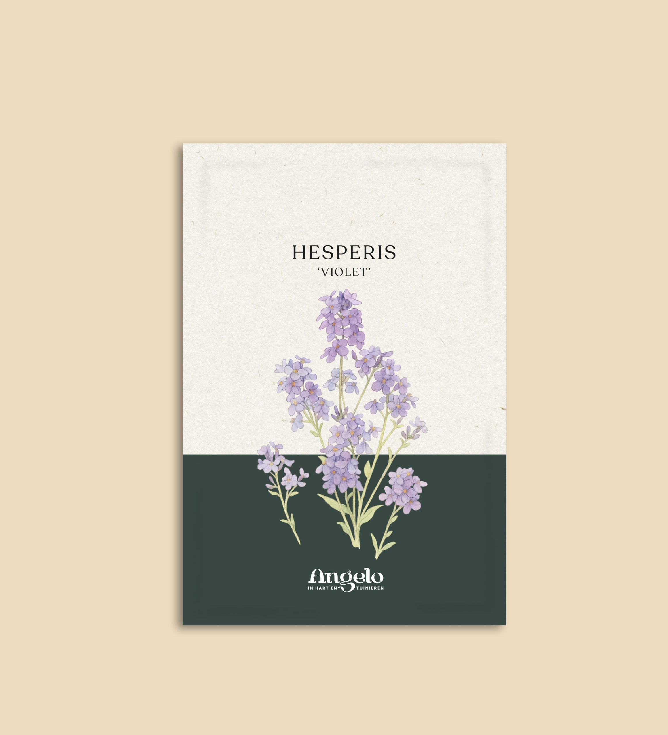 Hesperis matronalis 'violet'-Angelo