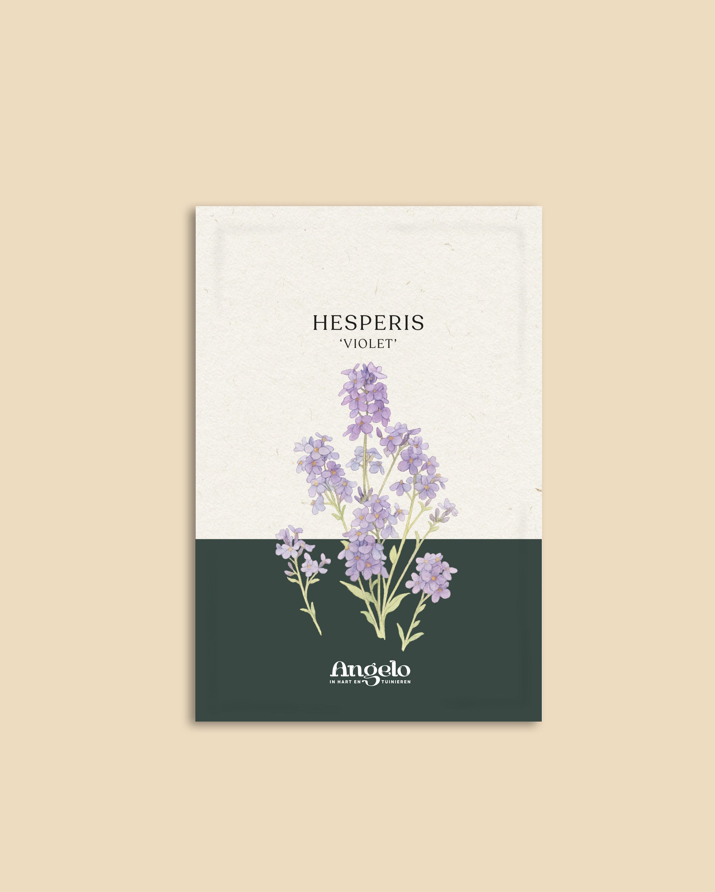 Hesperis matronalis 'violet'-Angelo