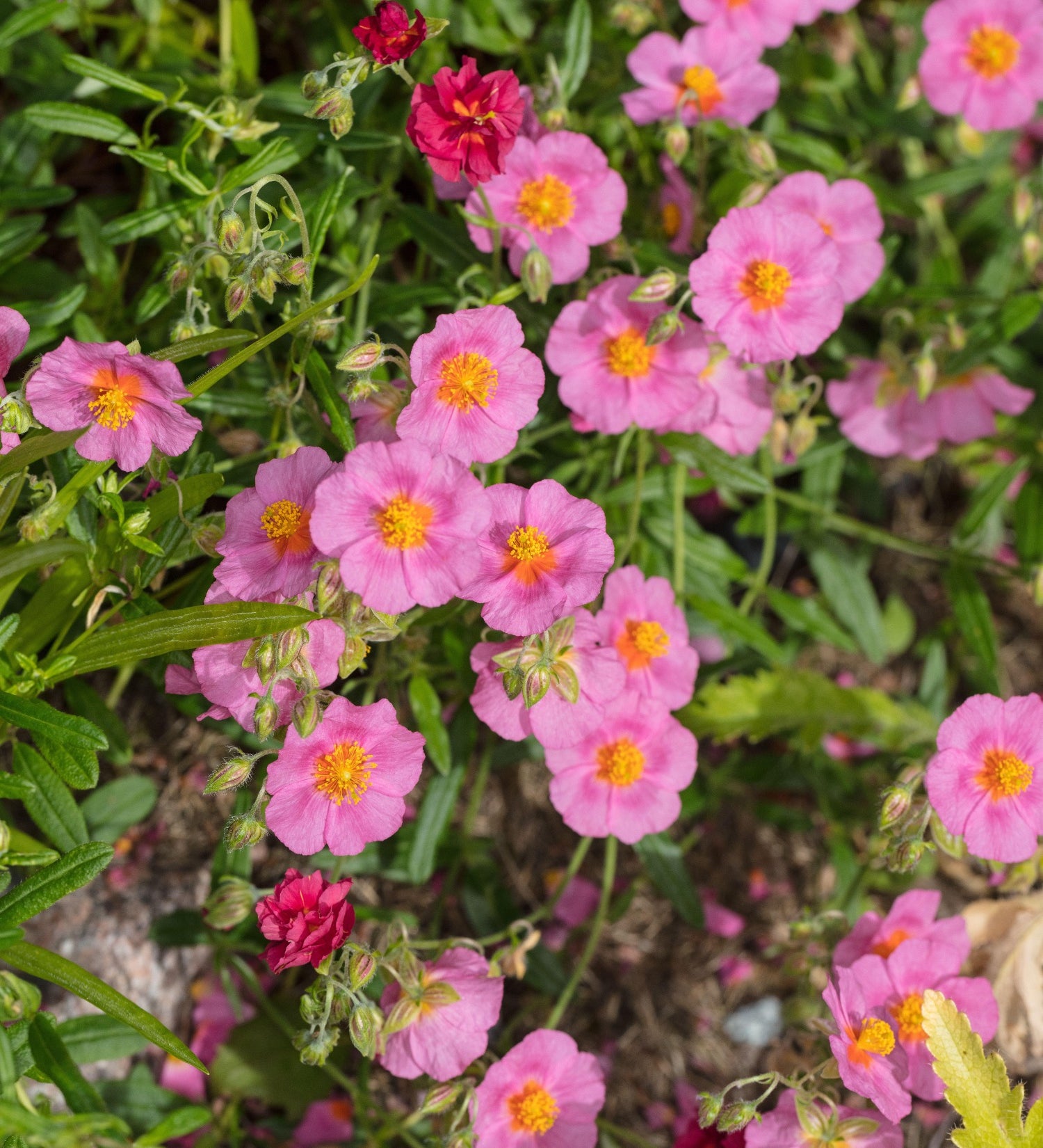Zonneroosje of Helianthemum 'Lawrenson's Pink'