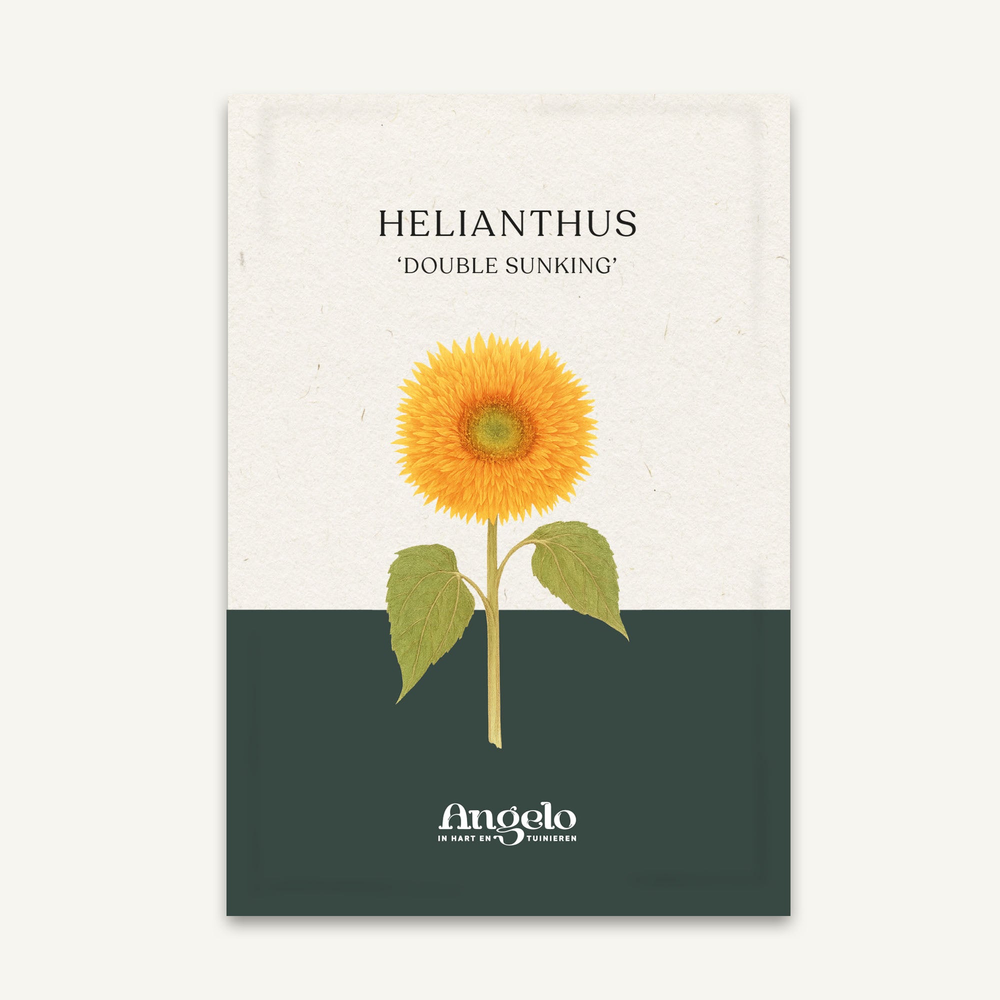 Helianthus annuus 'Double Sunking' zaadzakje