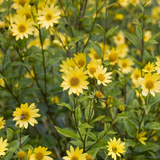 Zonnebloem of Helianthus 'Lemon Queen'