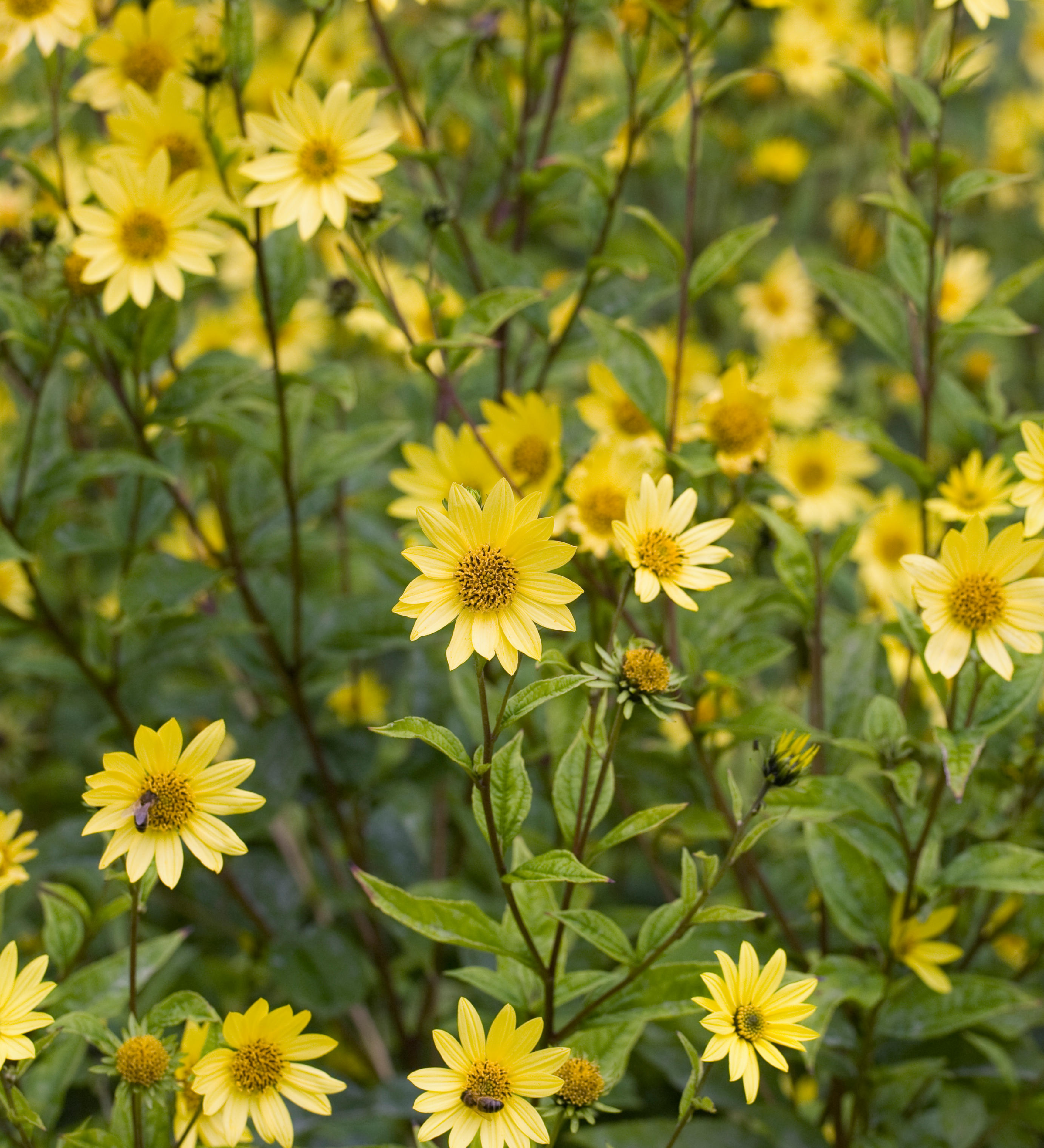Zonnebloem of Helianthus 'Lemon Queen'
