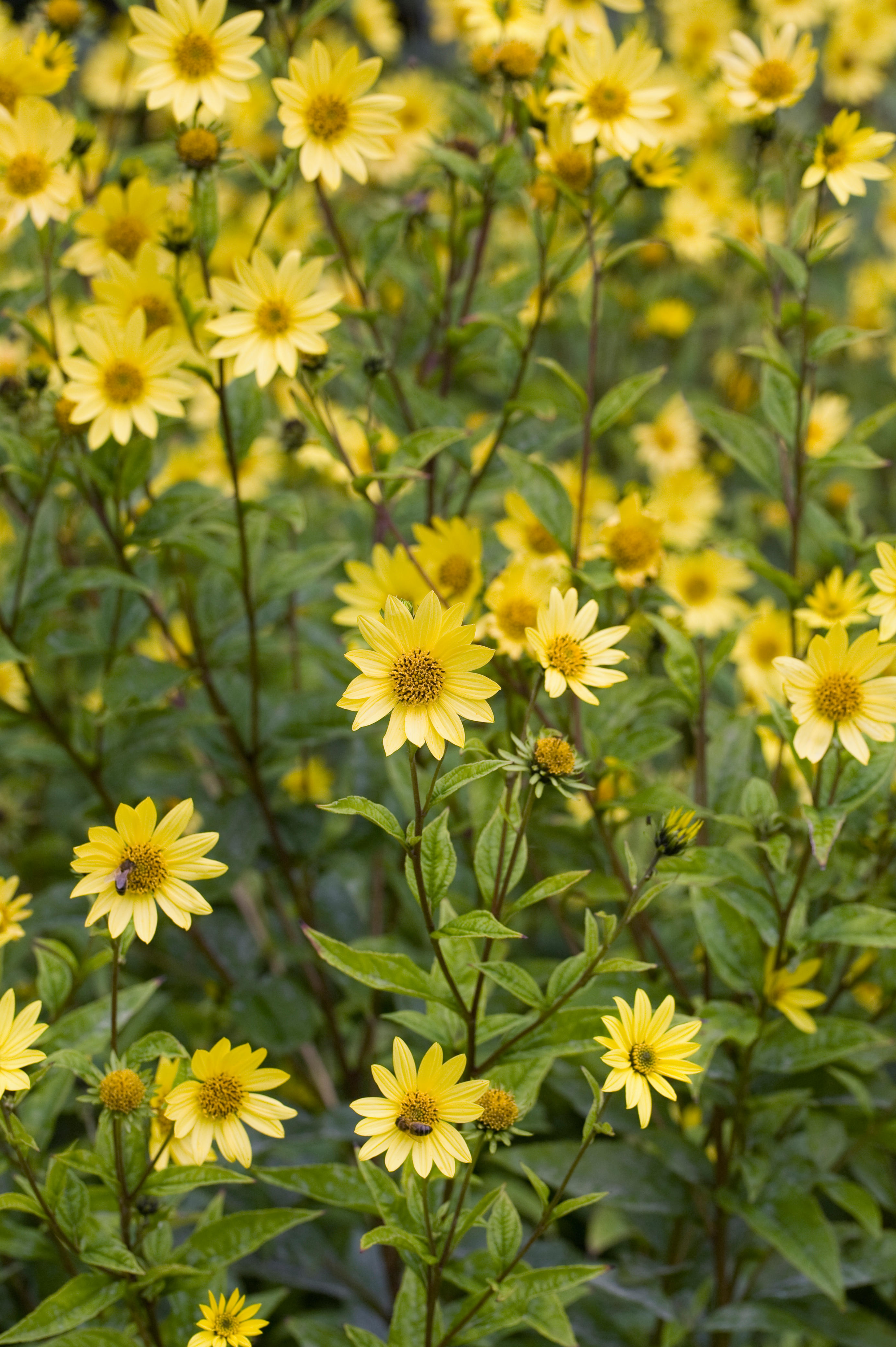 Zonnebloem of Helianthus 'Lemon Queen'
