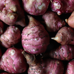 Roze aardpeer of Helianthus