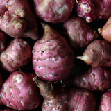 Roze aardpeer of Helianthus